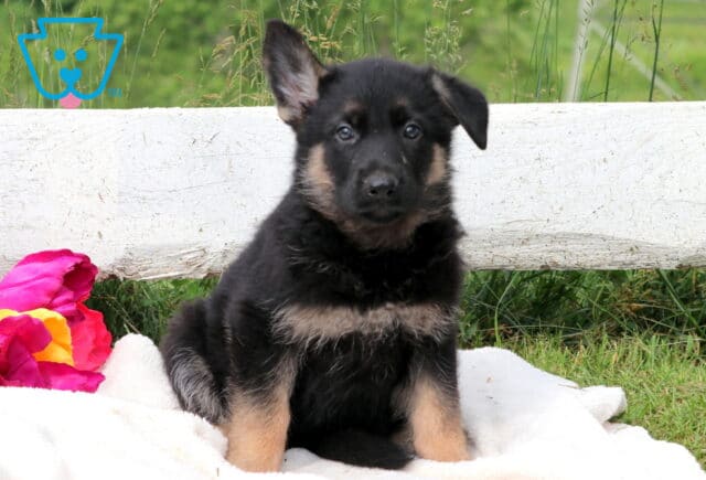 Adorable German Shepherd puppy resting on a cozy blanket, with one paw forward and eyes focused gently on the camera. image