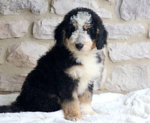 Milo Mini Bernedoodle