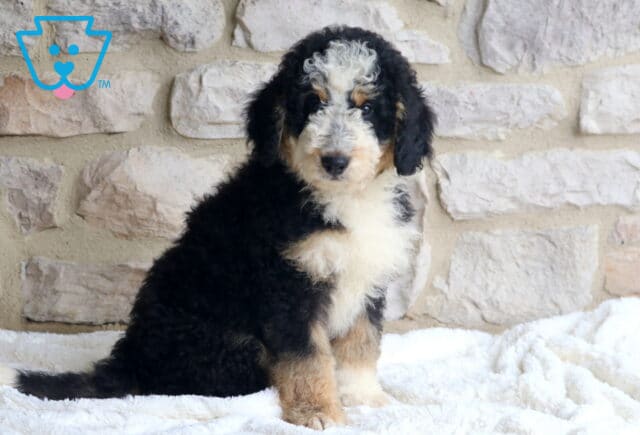 Milo Mini Bernedoodle image