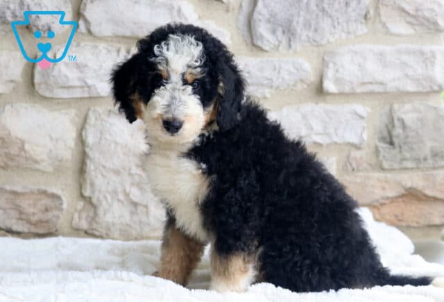 Milo Mini Bernedoodle2 image