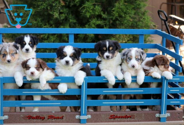Eight fluffy Mini Australian Shepherd puppies with a mix of merle, black, white, and brown coloring stand adorably lined up in a blue wooden wagon, peeking over the rails with curious and playful expressions. image