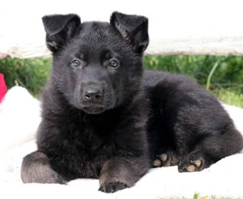 Black German Shepherd puppy lying on a white blanket outdoors, looking directly at the camera with bright, expressive eyes and a relaxed posture.