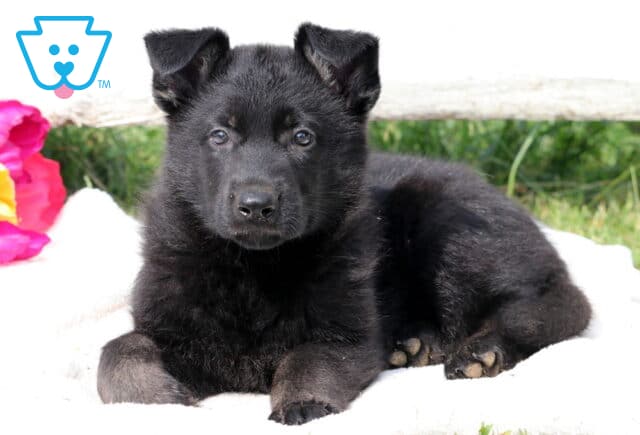 Black German Shepherd puppy lying on a white blanket outdoors, looking directly at the camera with bright, expressive eyes and a relaxed posture. image