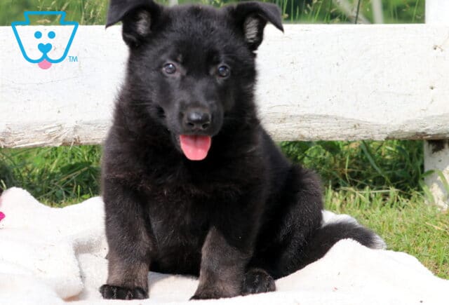 Happy black German Shepherd puppy sitting on a white blanket outside with its tongue out and ears perked, looking directly at the camera. image