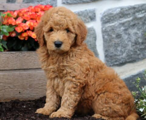 Mitch Mini Goldendoodle