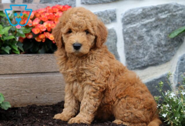 Mitch Mini Goldendoodle image