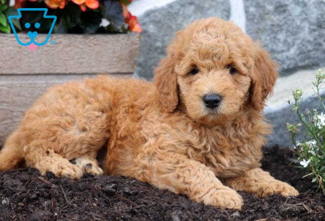 Mitch Mini Goldendoodle2 image