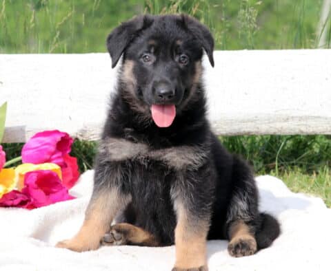 Black German Shepherd puppy sitting attentively on a blanket, looking up with a soft expression and ears slightly tilted.