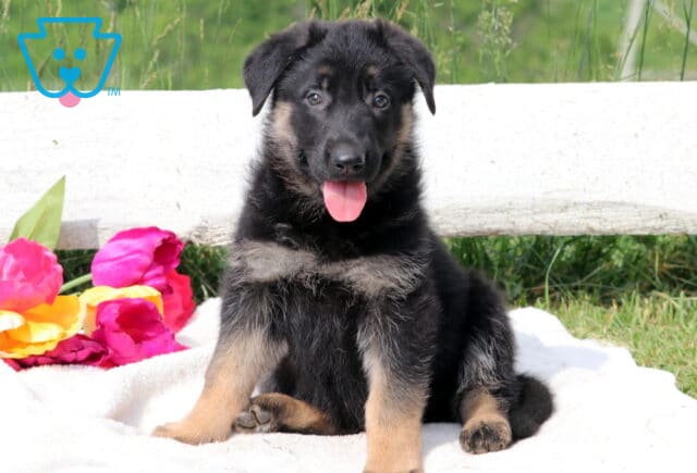 Black German Shepherd puppy sitting attentively on a blanket, looking up with a soft expression and ears slightly tilted. image