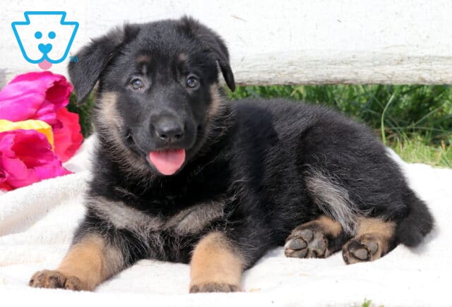 Classic black and tan German Shepherd puppy lying on a soft white blanket with a bright pink tongue out and a cheerful, friendly expression. image