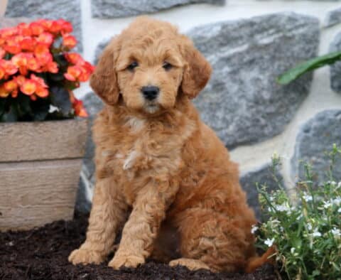 Molly Mini Goldendoodle
