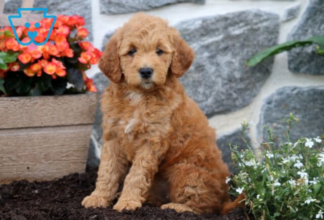 Molly Mini Goldendoodle image