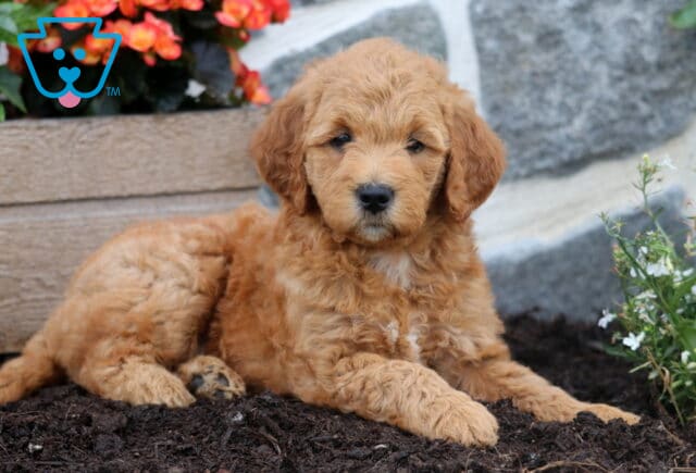 Molly Mini Goldendoodle2 image