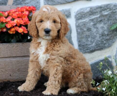Monty Mini Goldendoodle