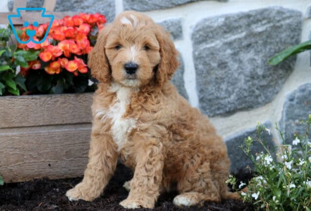 Monty Mini Goldendoodle image
