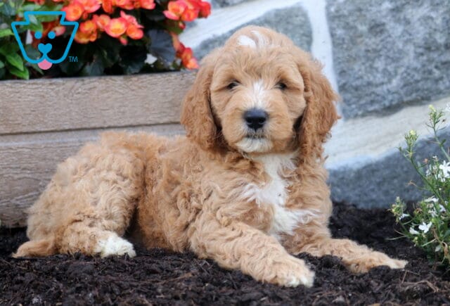 Monty Mini Goldendoodle2 image