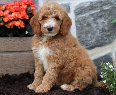 Muffin Mini Goldendoodle
