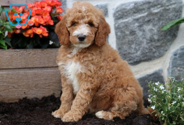 Muffin Mini Goldendoodle image