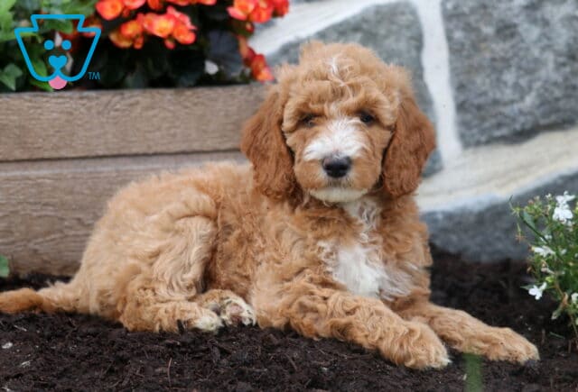Muffin Mini Goldendoodle2 image