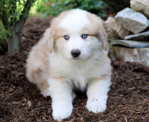 Mugsy Australian Shepherd Mix