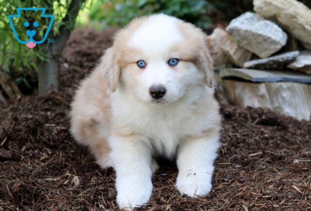 Adorable Australian Shepherd Mix puppy with piercing blue eyes and a fluffy cream-and-white coat, sitting on mulch with a backdrop of rocks and greenery. image