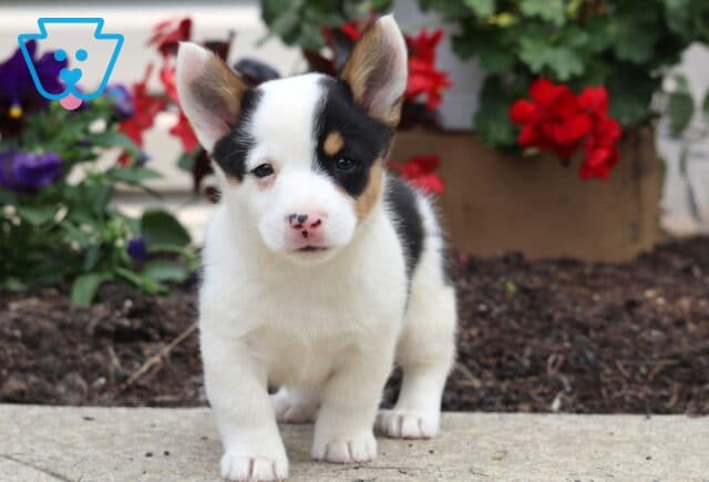 Tri-color Welsh Corgi Mix puppy with upright ears and a spotted pink nose standing on a sidewalk, surrounded by blooming red and purple flowers in the background. image