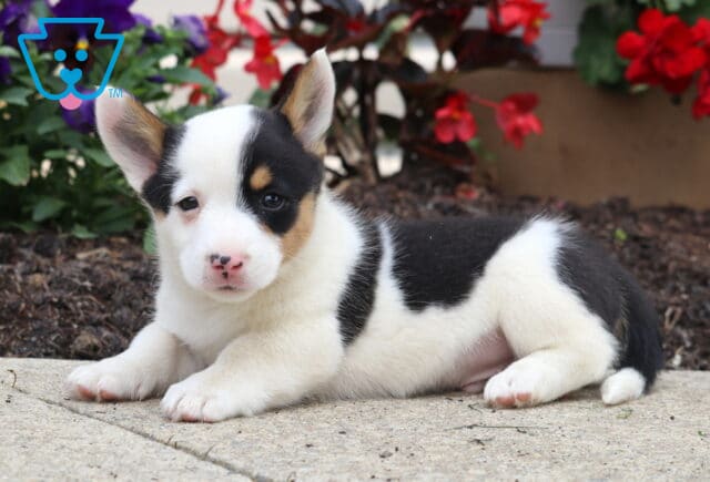 Tri-color Welsh Corgi Mix puppy with upright ears and a spotted pink nose lying on a sidewalk, with red geraniums and purple pansies blooming behind it. image