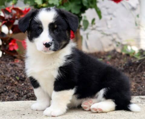 Murphy Corgi Mix