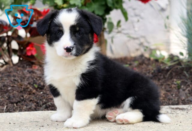 Black and white Welsh Corgi Mix puppy with a white face and spotted nose sitting on a sidewalk near vibrant flowers and fresh garden soil. image