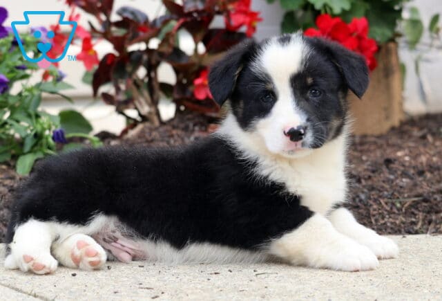 Black and white Welsh Corgi Mix puppy lying on a sidewalk with its head up, showcasing a white face and speckled nose, surrounded by red and purple flowers in bloom. image