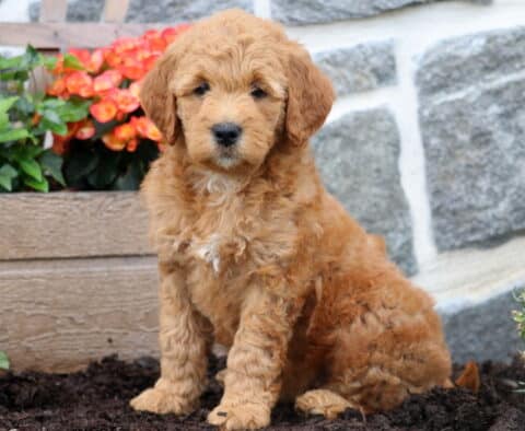 Mylie Mini Goldendoodle