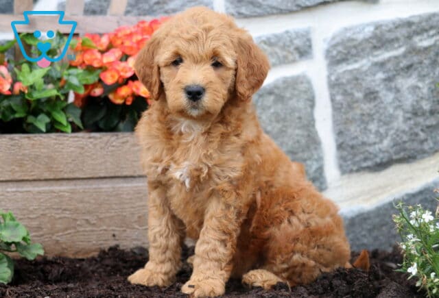 Mylie Mini Goldendoodle image