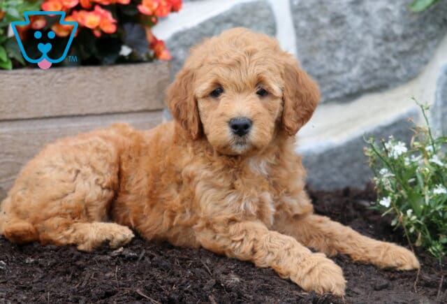 Mylie Mini Goldendoodle2 image