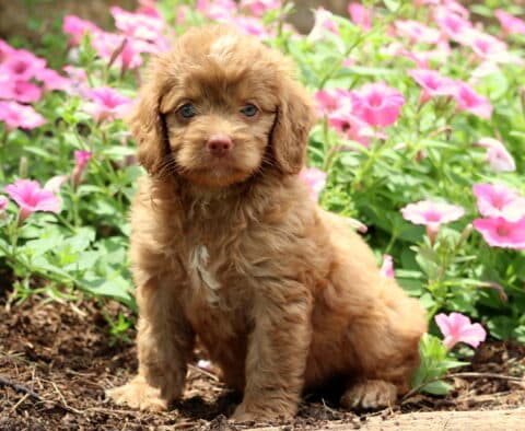 Nabisco Cockapoo