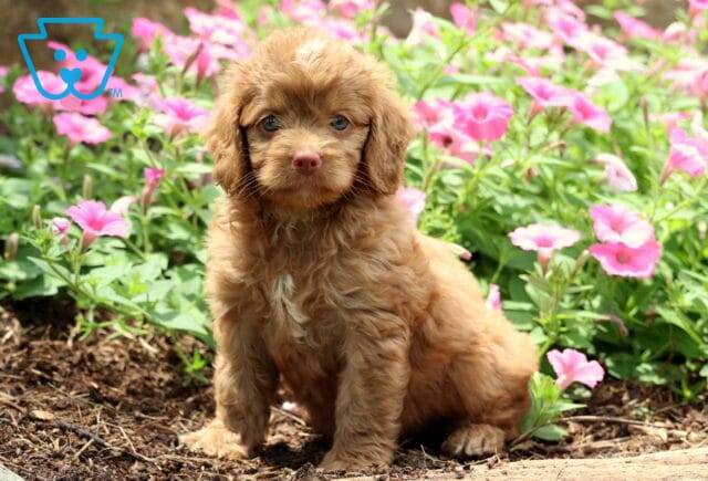 Nabisco Cockapoo image