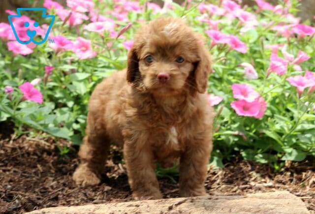 Nabisco Cockapoo2 image