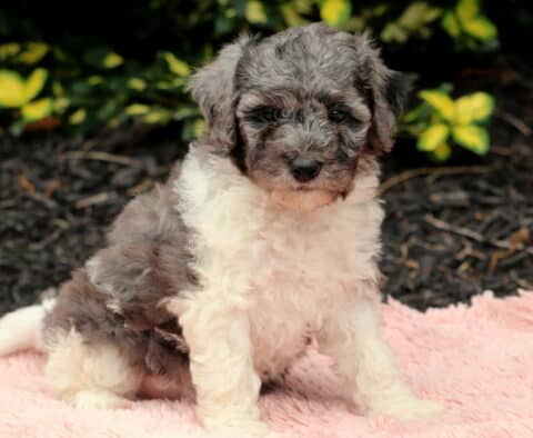 Nala Cavapoo2