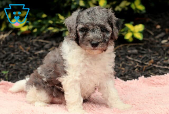 Nala Cavapoo2 image