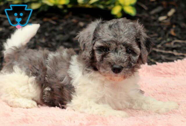 Nala Cavapoo3 image