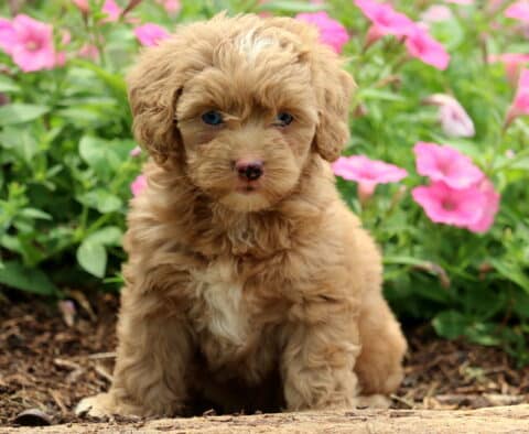 Nala Cockapoo
