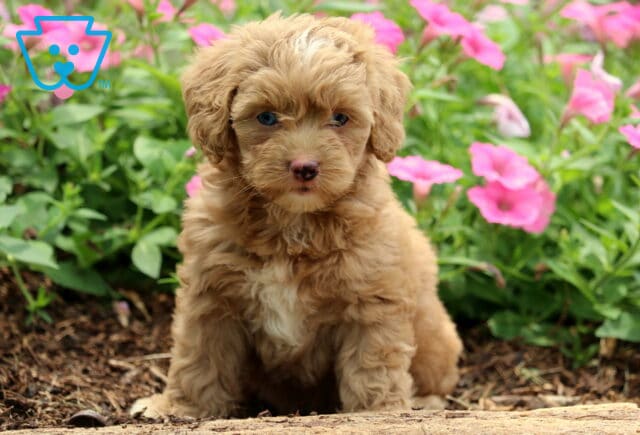 Nala Cockapoo image