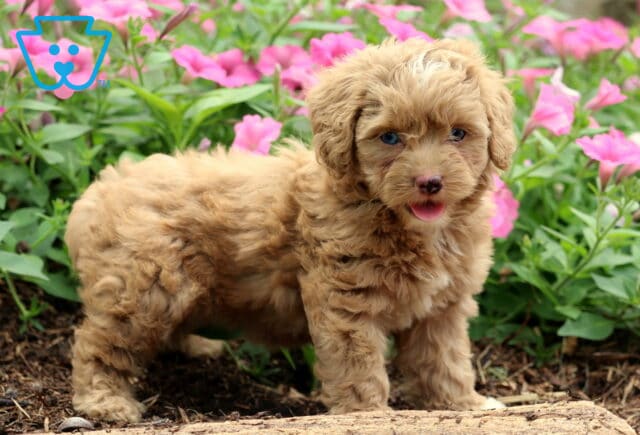 Nala Cockapoo2 image