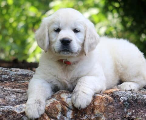 Nala English Cream Golden Retriever