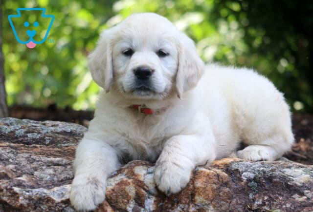 Fluffy English Cream Golden Retriever puppy with a red collar lies calmly on a rocky surface, gazing softly at the camera with a forested background behind. image