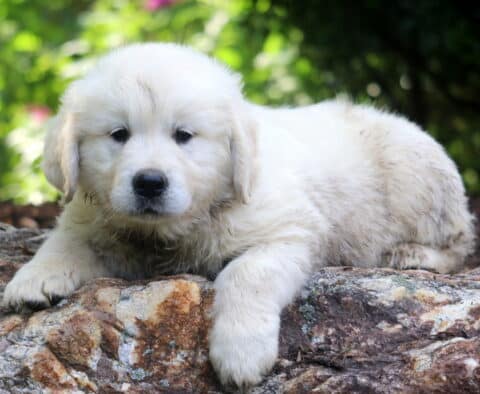 Nathan English Cream Golden Retriever