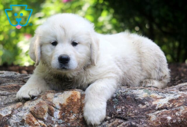 Nathan English Cream Golden Retriever image