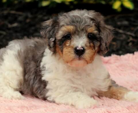 Navy Cavapoo