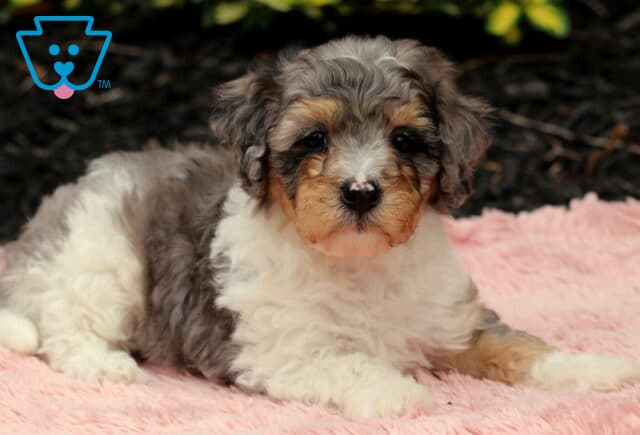 Navy Cavapoo image