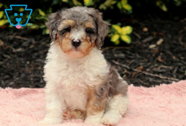 Navy Cavapoo2 image