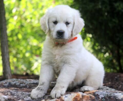 Navy English Cream Golden Retriever